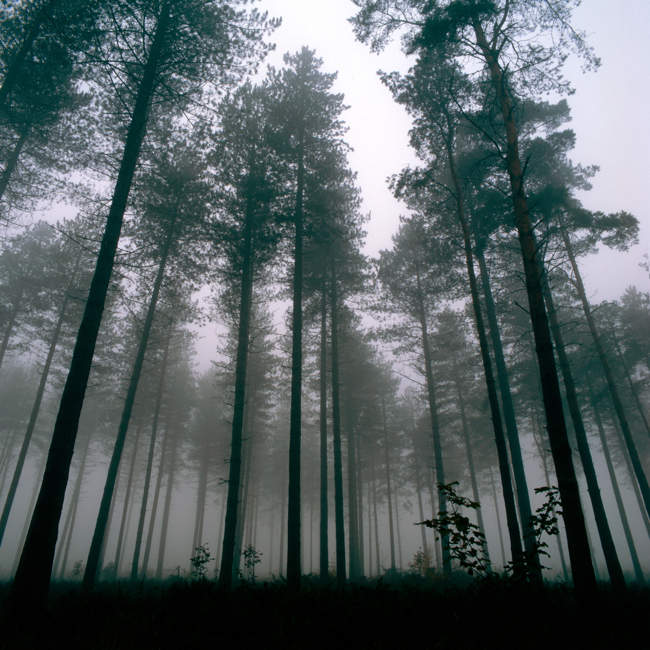Thetford Forest