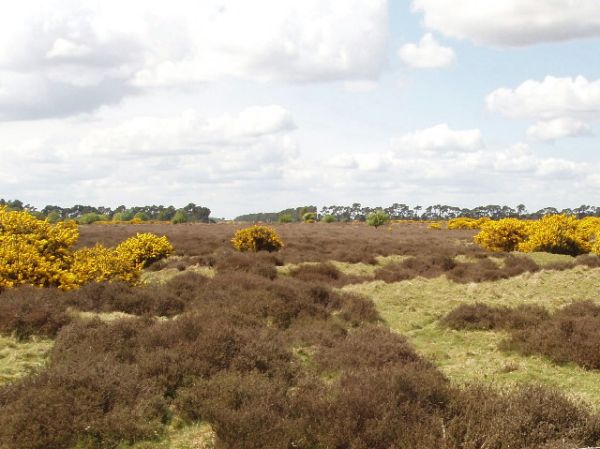 The Brecks Near Elveden