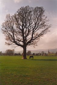 View of Fettercairn &copy; Colin Currie