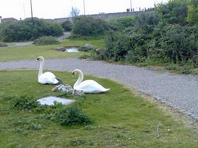 New family at Ffrith 2007