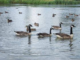 Wildlife at Ford Green Nature Reserve &copy; Norma Williamson