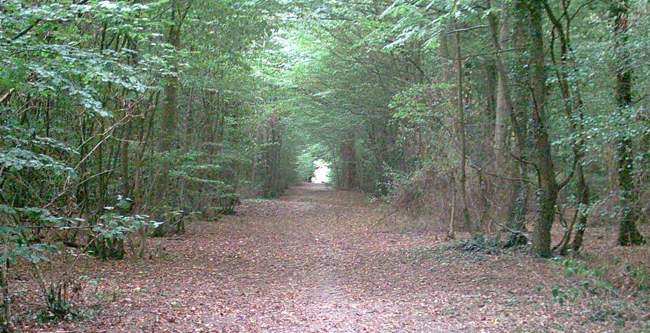 Hamstreet Woods &copy; Adam Colton