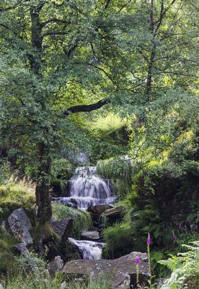 Bronte Falls, Haworth Moor, West Yorkshire, England, as featured in the Bronte Sisters