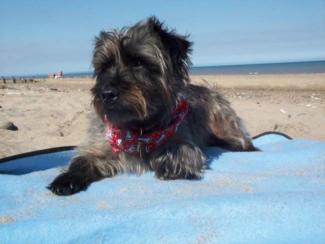 Ed the dog enjoys Hornsea sunshine &copy; Sandra Lemonsand Ed The Wonder Dog!