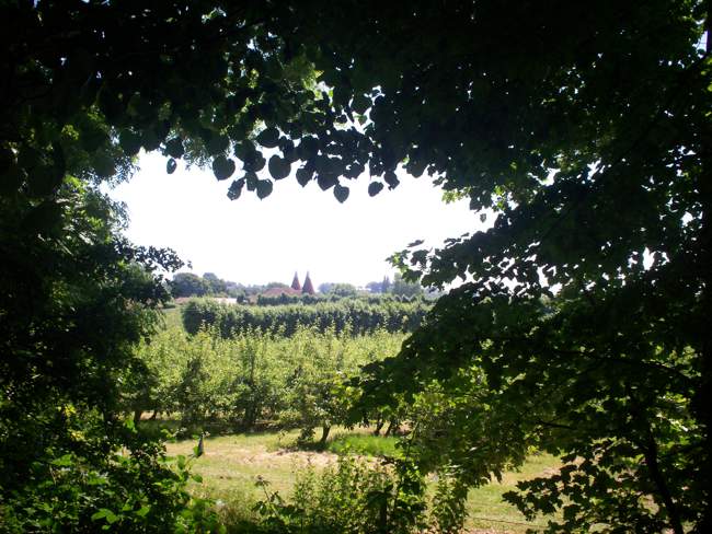 Apple Orchards &copy; John Boxall