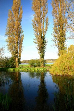 A line of lombardi poplars at Sutton Hoo