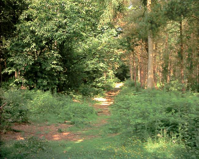 Delamere Forest