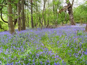 Bluebells in May &copy; Bram Jones