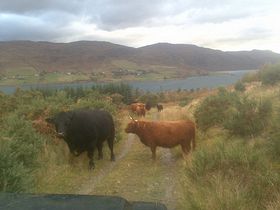 Highland and Angus cows Leckmelm &copy; Scott Fraser