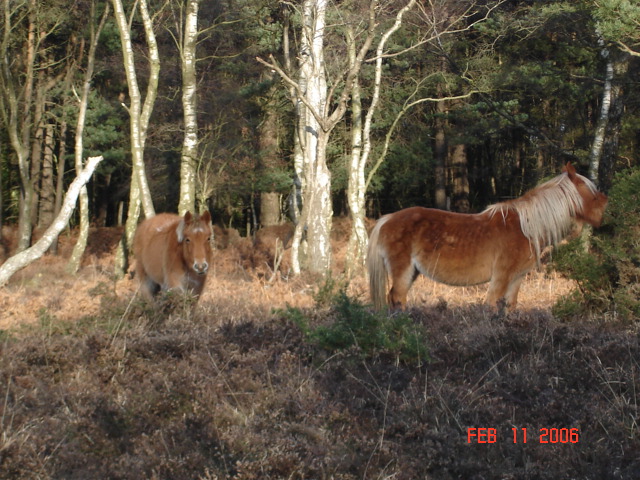 New Forest Ponies near Lyndhurst &copy; A.M.Taylor