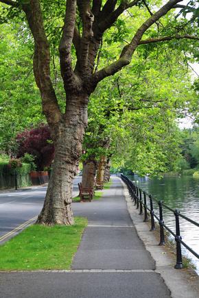 Plane trees on the river bank alongside the River Thames in Maidenhead