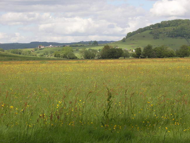 Meadow on Long Drove &copy; Rod Morris