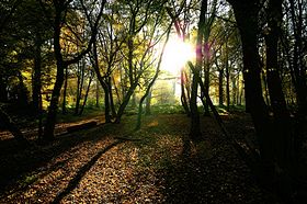 Rolls Wood &copy; derek demaine