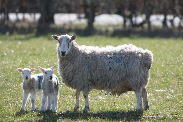 Spring lambs in a field near Peterhead, Scotland
