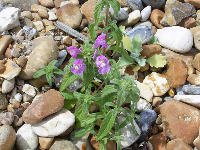 Rare Red Hemp Nettle at Bay beach &copy; Keith Belcher
