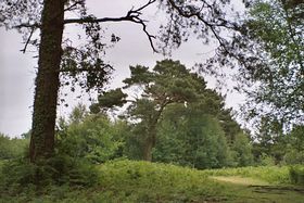 Rockbeare wood &copy; David Oakley-Hill