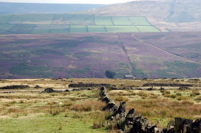 Heather on Saddleworth Moors
