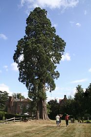The Wellingtonia at Sherfield Hall &copy; Bryan Gibson