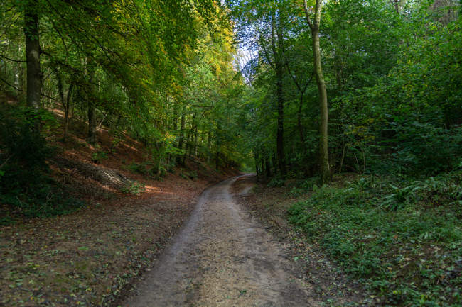Dirt Road Amidst Trees In Forest