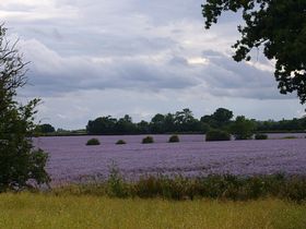 Borage crop. 2008 &copy; Garry Telling[Mrs]