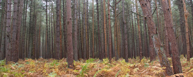 Thetford Forest