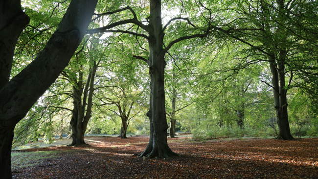 Thetford Forest Park and Beech Trees