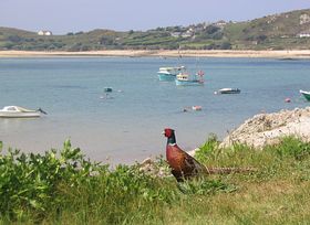 Tresco - a wonderful island &copy; Chris Bradley