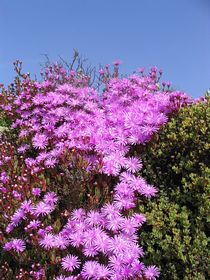 Fabulous flowers everywhere &copy; Chris Bradley