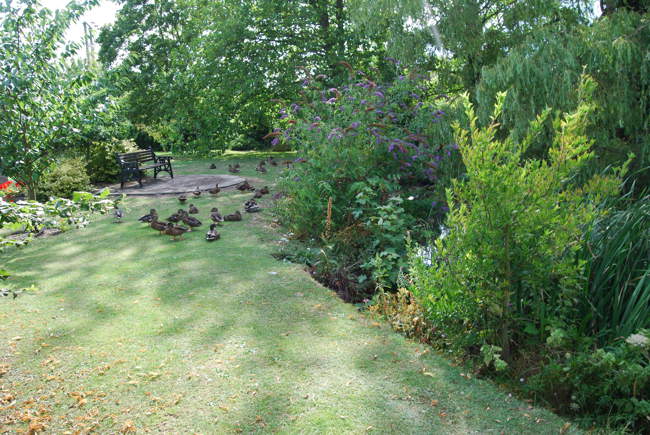 Village pond &copy; Philip Morgan