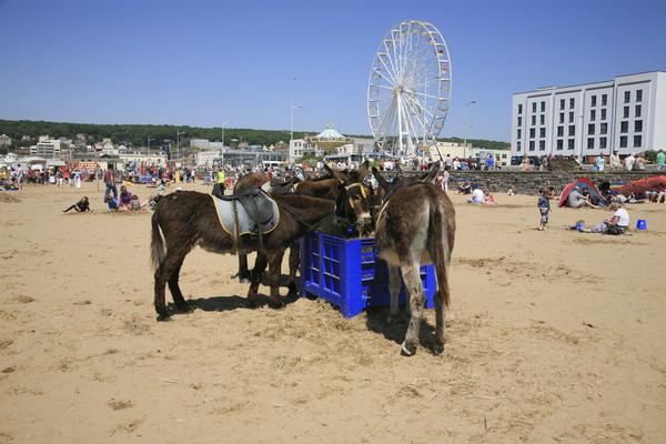 Beach Donkeys on Weston-Super-Mare Beach on a hot day